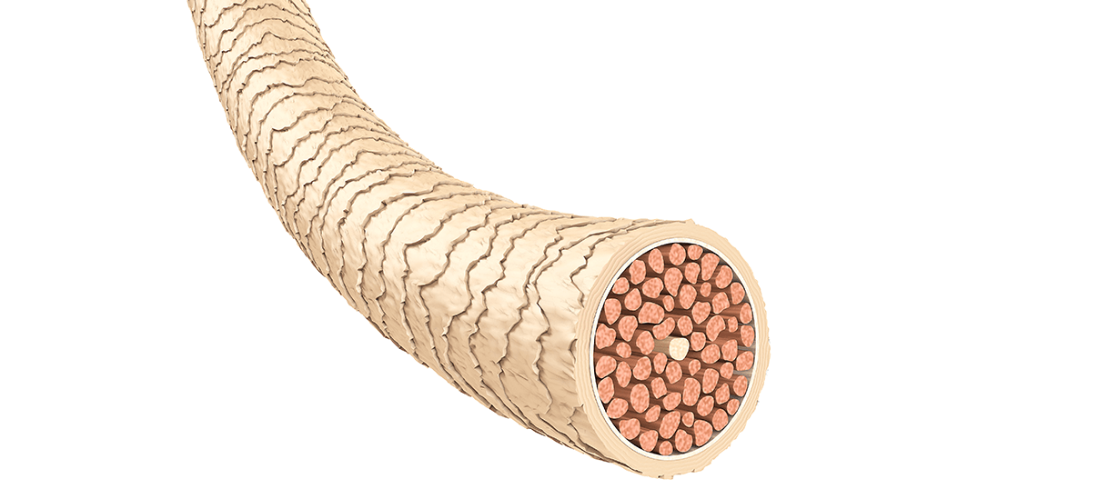 structure-cheveu-TB4-03.png